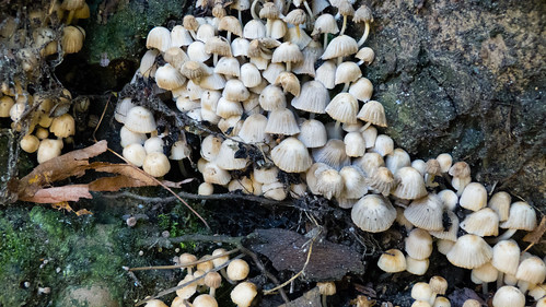 Fairies bonnets at the base of a tree