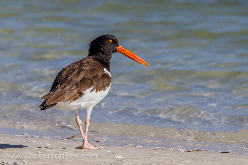 Oystercatchers