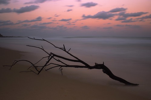 wood old longexposure sunset sky tree beach nature water beautiful clouds canon point dead eos coast sand surf waves dusk atmosphere naturallight australia calm queensland sunshinecoast 52 buddina cartright 600d 2013 pointcartright canoneos600d