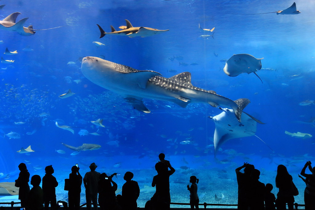 沖縄美ら海水族館 Aquarium ジンベイザメが悠々と泳いでいました ヒレの部分にくっついてるコバンザメが見え Cate Flickr