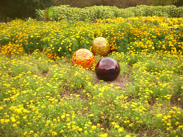 Glass Balls in Yellow Meadow Flowers