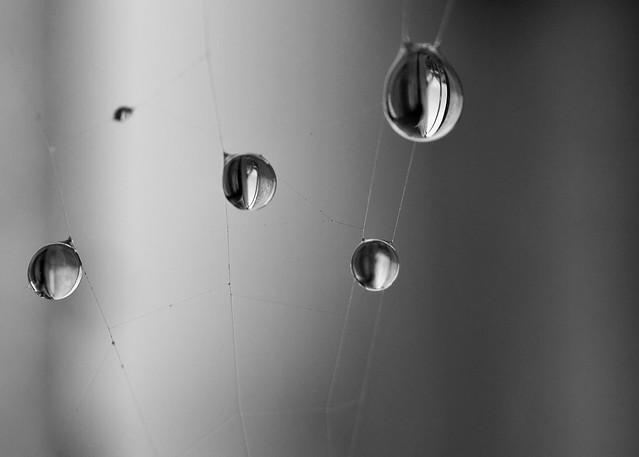 Web and dew drops