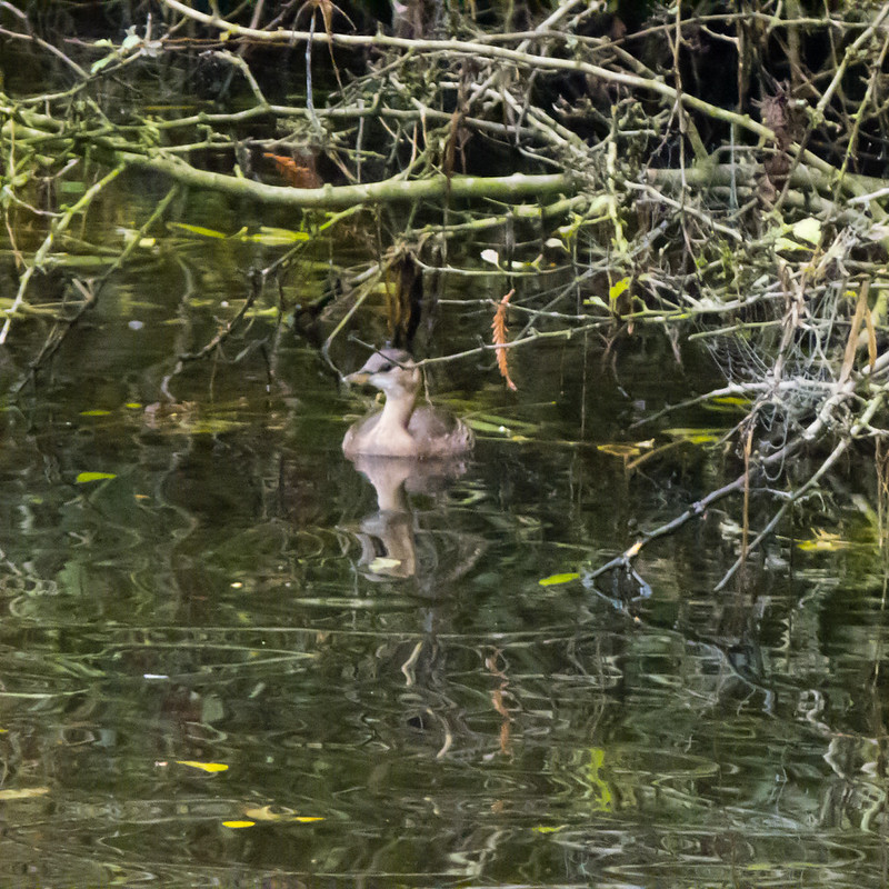 Little grebe