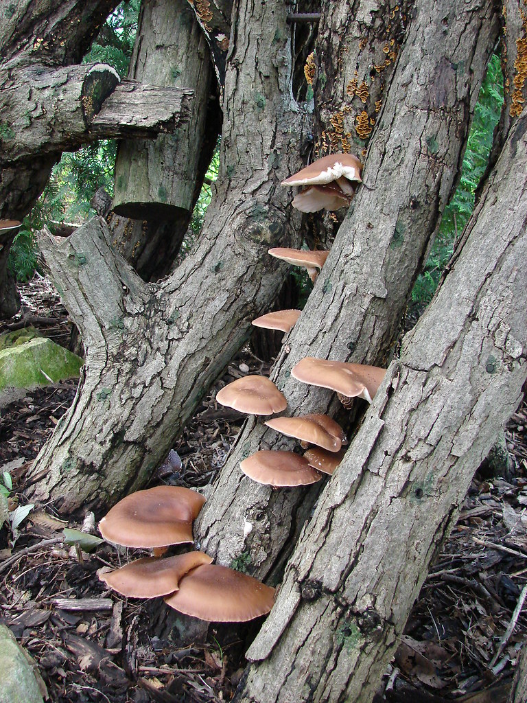 Shiitake Growing On Logs In The Garden Dominik18s Flickr