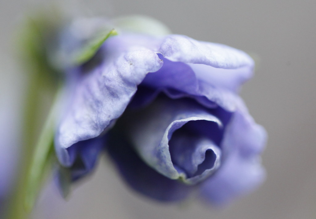 pansy in a whirl
