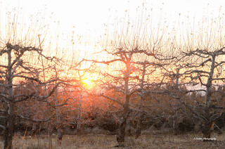 Apple Tree Sunset 1