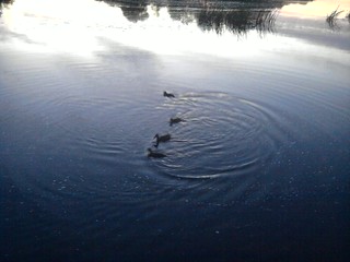 Castleconnell ducks