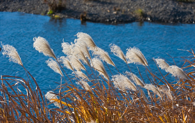 Amur Silver Grass Along The Koma River