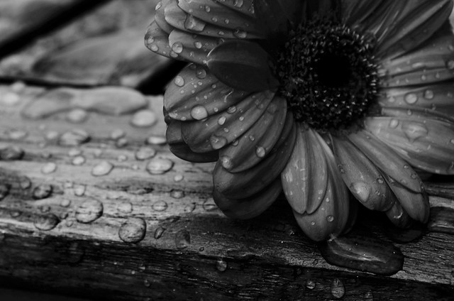 Flower Poetry Black & White