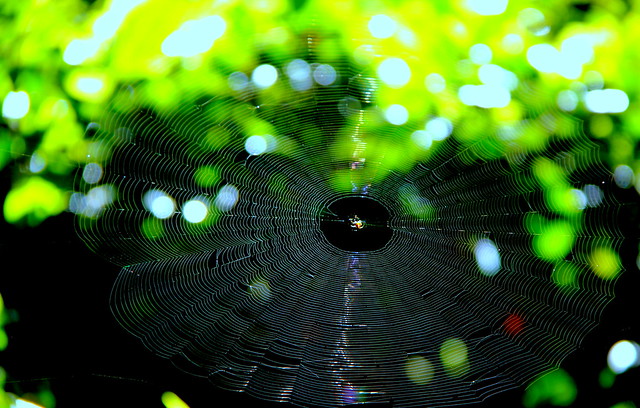 ~spider web~