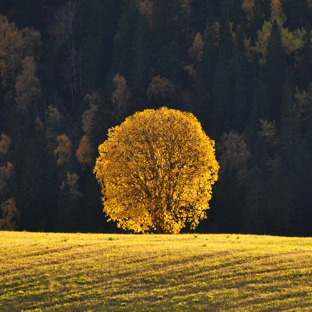 Yellow tree in the sun
