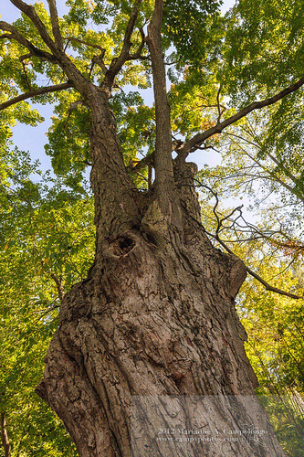 Mighty Old Maple | by wordplanet