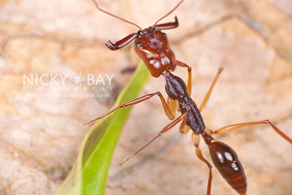 Trap Jaw Ant (Odontomachus sp.) - DSC_3194