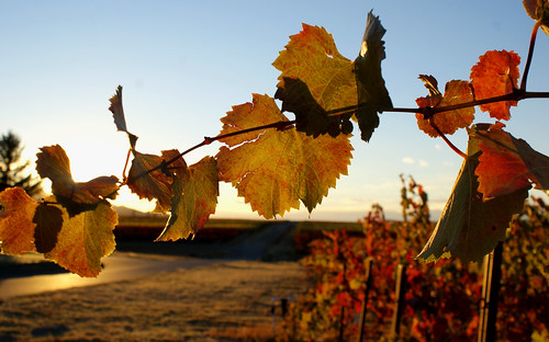 sunset sun mountain leaves landscape washington vineyard branch wine farm grapes agriculture sunrays cultivate