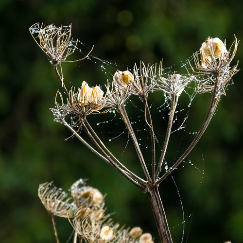 Web on an umbellifer seed-head
