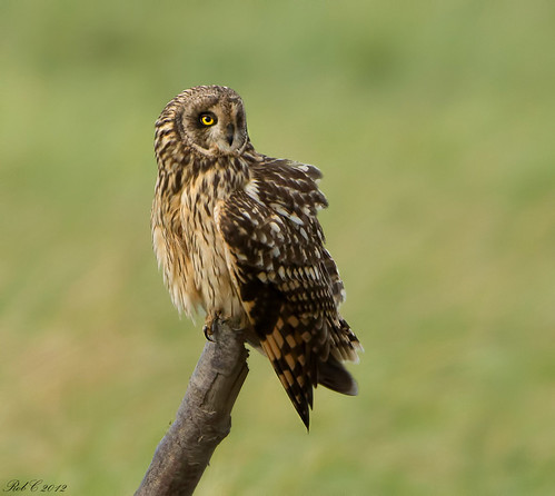 Short-eared Owl | by robcimages.co.uk