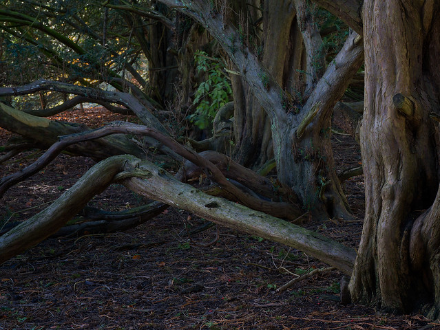 Yew-Trees Sledmere