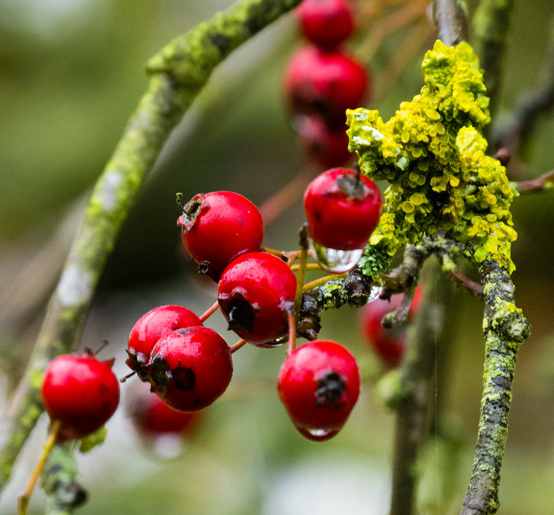 Haws and cupping lichen