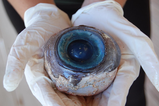 Mystery Eyeball (Head-on view)