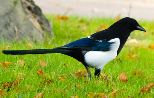 Magpie on a lawn