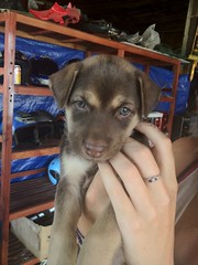 Puppy, Vang Vieng