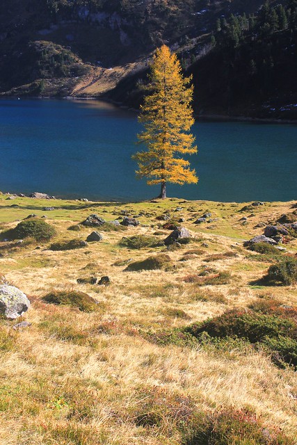 lonesome larch, Lake Engstlen, Bernese Oberland