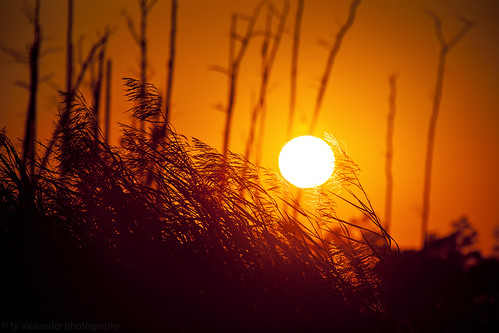 sunset grass canon bayou madisonville 5dmarkii sigma2xexdgapoteleconverter gusteisland sigma70200mmf28exdgapooshsm tyalexanderphotography