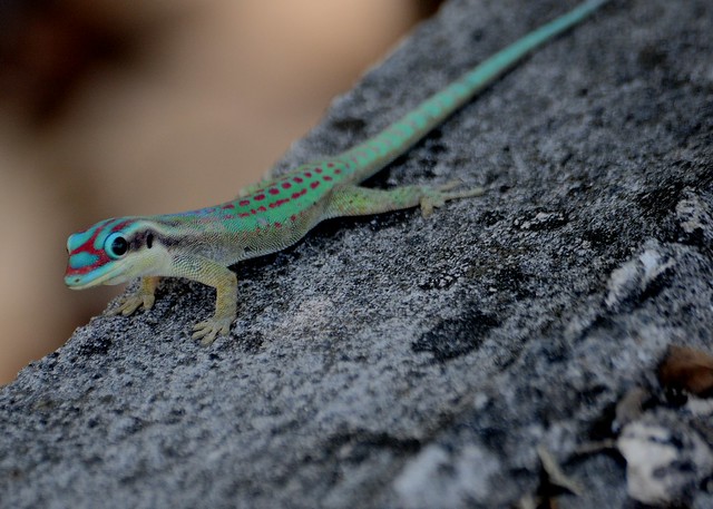 Phelsuma ornata - Gecko diurne orné de l'île Maurice ou Phelsume orné de l'île Maurice - Mauritius ornate day gecko -  22/10/12