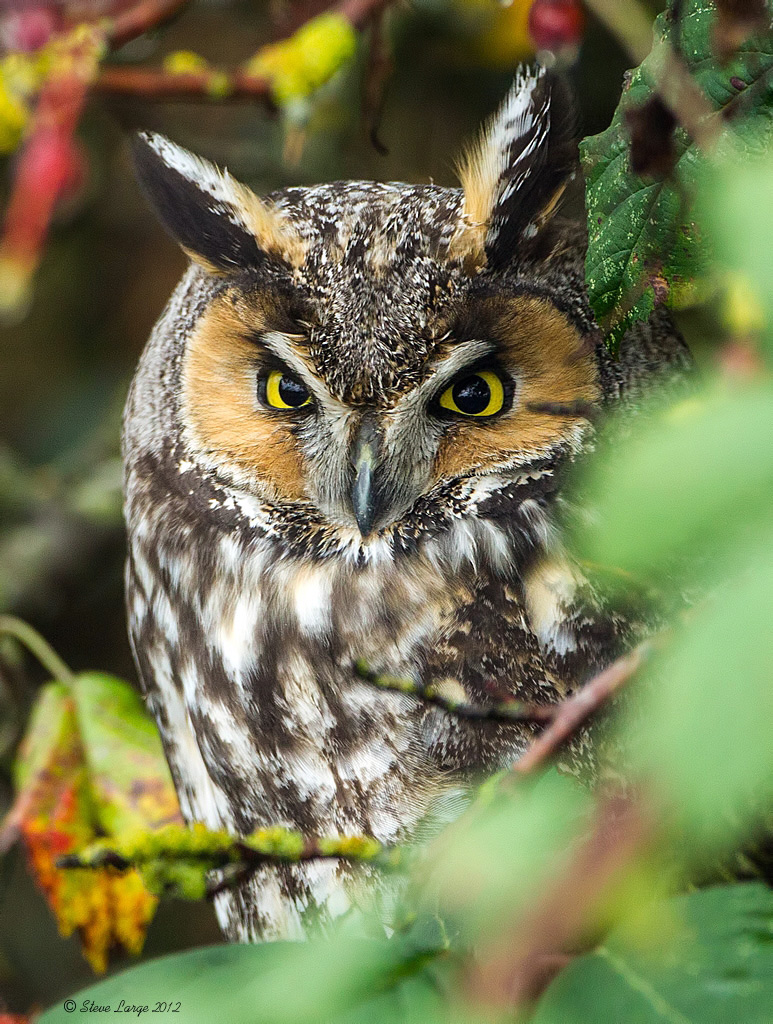 Boundary Bay Long-Eared Owl