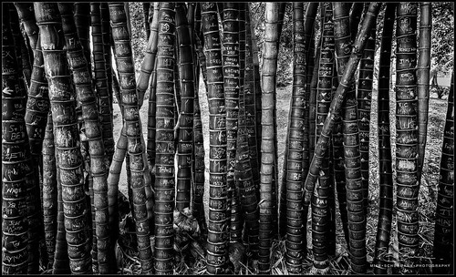 bamboo rockhampton