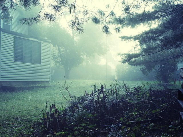 fog in the backyard