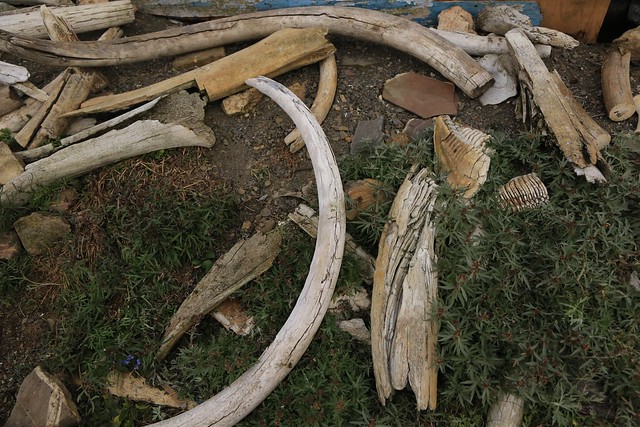Archaeological Recovered Mammoth Bones and Teeth Landscape Wrangel Island UNESCO World Heritage Site Russia Arctic