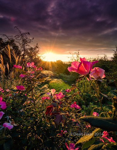 pink flowers roses texas unitedstates objects sunburst rays backlit fortworth backlighting benbrook
