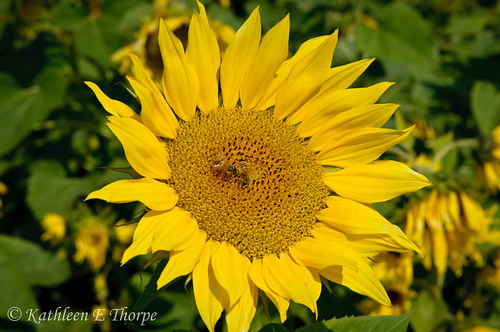 mountains flower macro yellow bokeh northcarolina bee sunflower explored