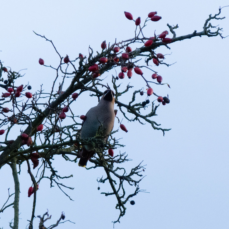 Waxwing, Compton