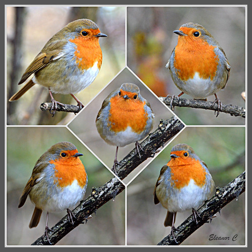 uk london collage robins kensingtongardens nikond3200 january2013