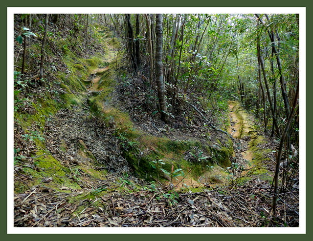 HORSE SHOE BEND on the Old MOSS-COVERED TRAIL UP TO THE PEAK OF MT. TAMA