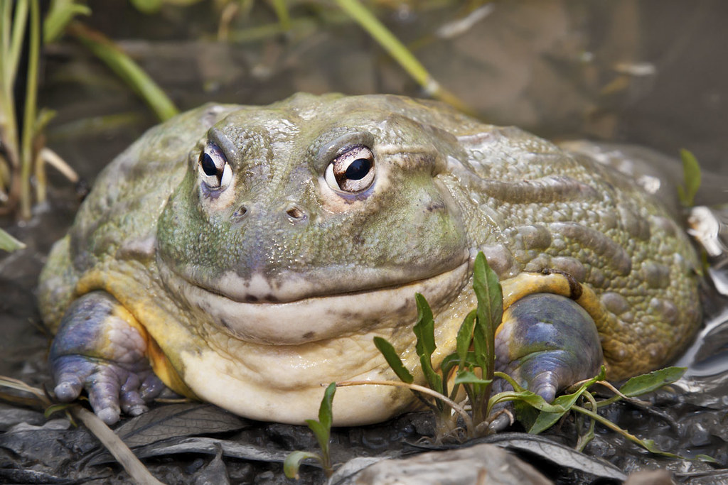 Можно лягушка. Лягушка водонос. Лягушка бык водонос. Лягушка-водонос (Pyxicephalus adspersus). Африканская жаба водонос.