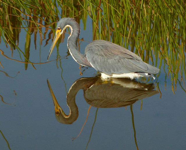Perfect morning for great reflections - GreenCay - Tri- colored heron
