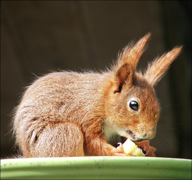 hungry squirrel