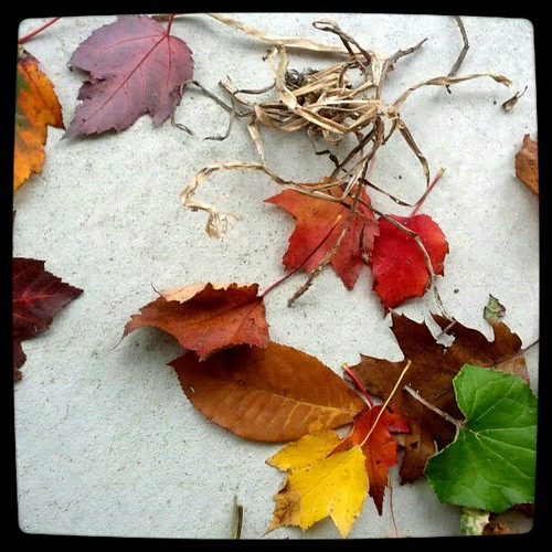 #igersmontreal #igaddict #ignation #ighub #igdaily #webstagram #all_shots #jj #jj_forum #android #leaves #party #colour #fall #nature #nofilter #nature_perfection #rebel_pureimages #rainbow #instamood | by Woman with the Tattooed Hands