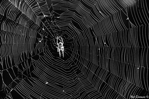 blackandwhite spider web spiderweb fortworthnaturecenter
