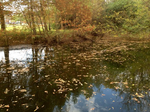 park trees fall water pond tombstone goose walkingbridge deibert deibertpark