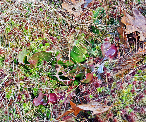 Pitcher Plant (Sarracenia purpurea) Dorothy Lake State Natural Area (SNA #630, Chippewa Co., WI)