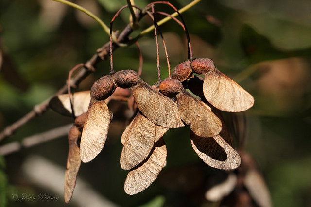 Uvalde Bigtooth Maple - Acer grandidentatum (seeds)