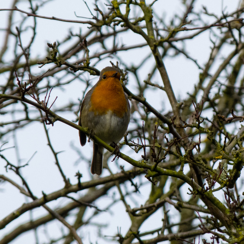 Robin singing in a hawthorn bush