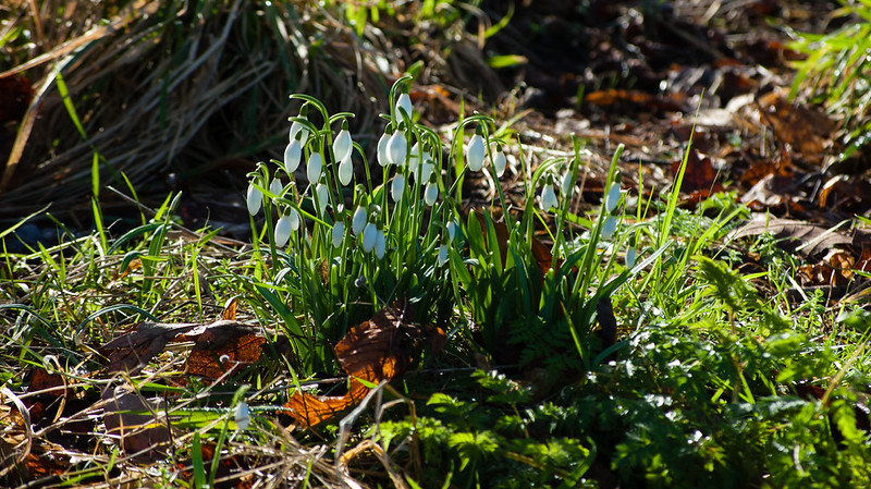 Snowdrops, Bantock Park