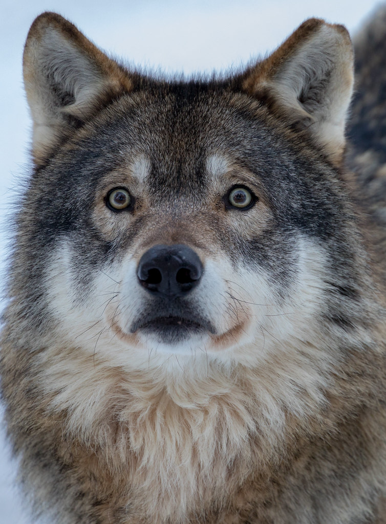 Ähtäri Zoo, Finland