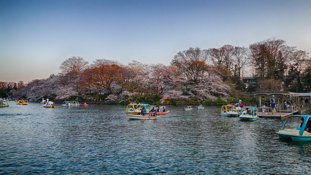 Cherry blossom (sakura) at Inokashira park