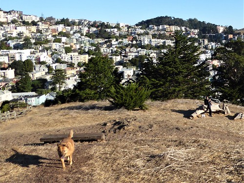 sanfranciscoca nature plants trees green landscape urban houses residences fauna dog people view scenic